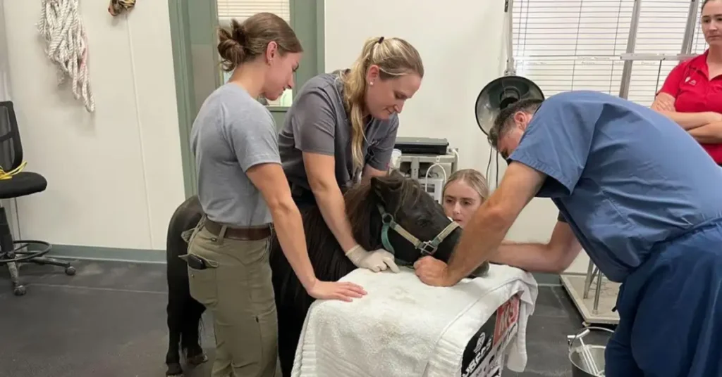 vets and a pony in a medical clinic