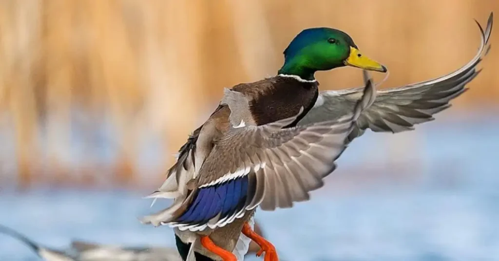 duck with green head landing on the water