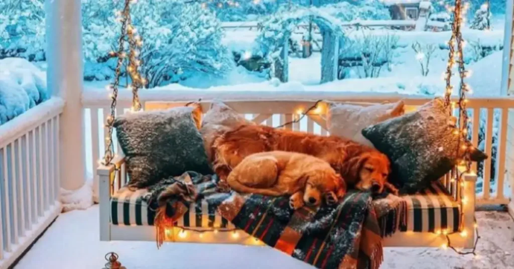 dog sleeping on christmas