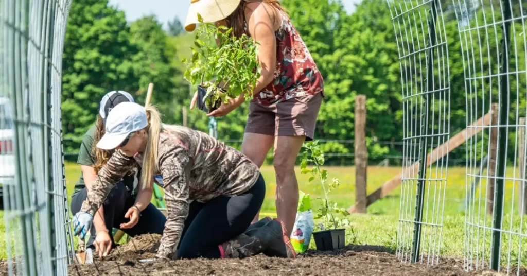 three woman doing garden work