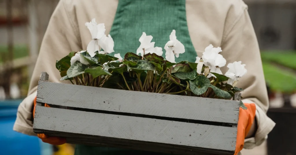 person holding white flowers