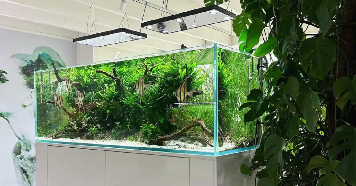 aquarium on a white shelf