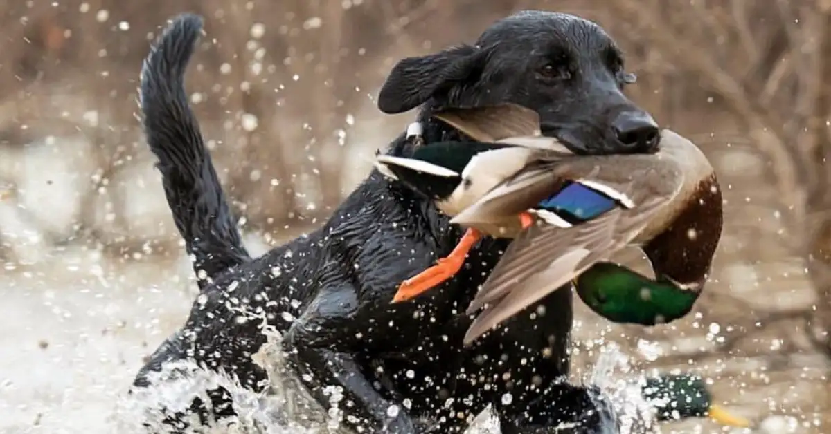 dog with duck in his mouth